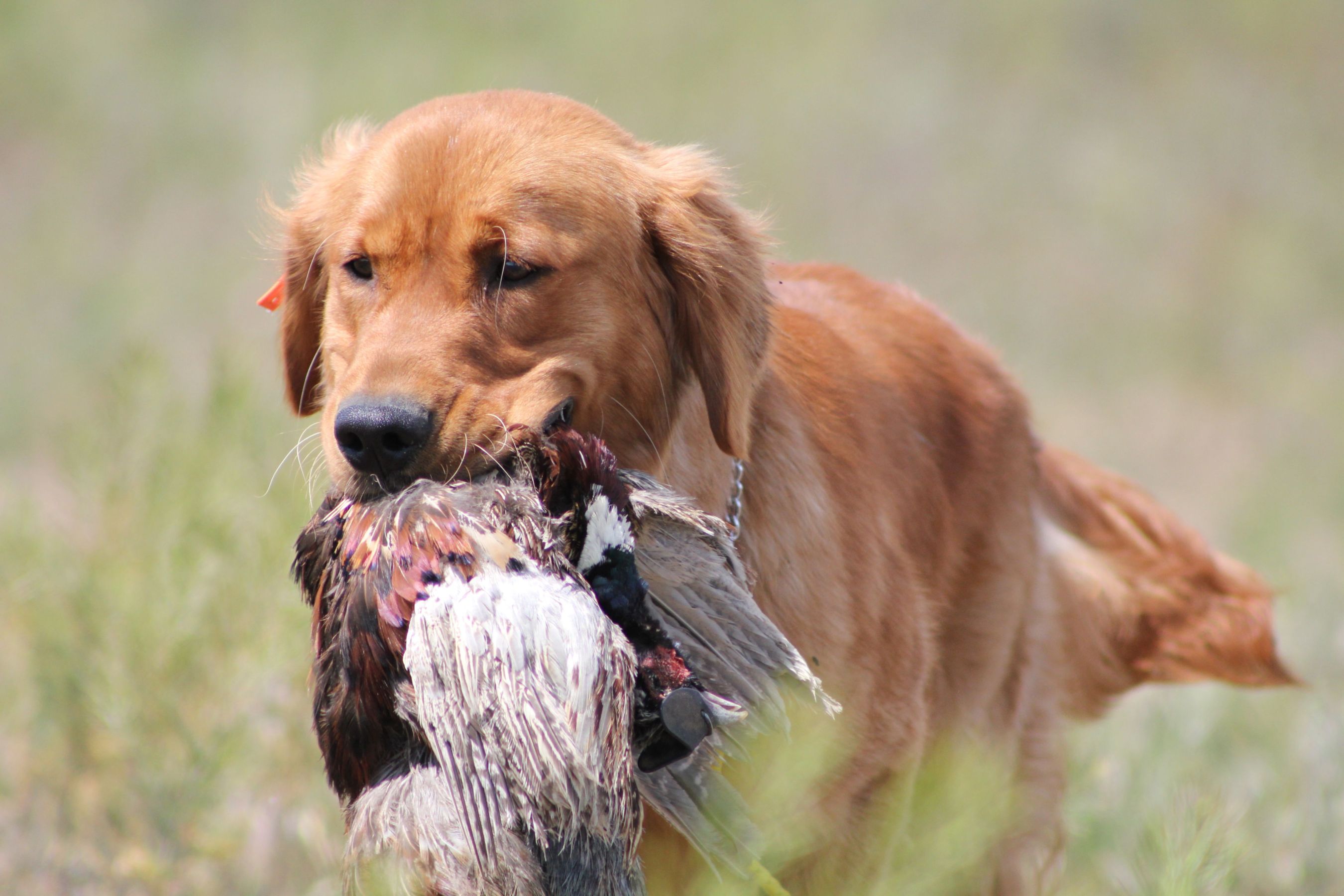 Rowdy – Ponderay Golden Retrievers