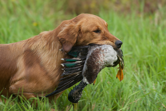 Bullet – Ponderay Golden Retrievers