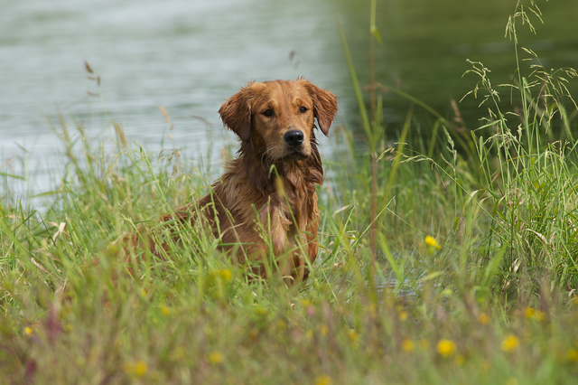 Bullet – Ponderay Golden Retrievers