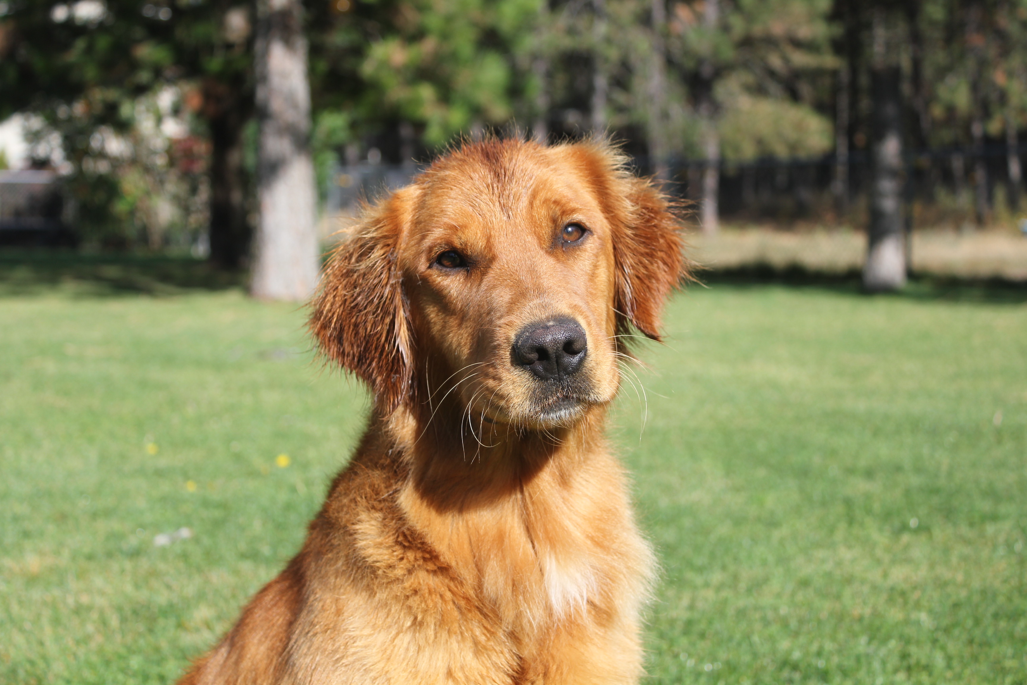 Jade Ponderay Golden Retrievers