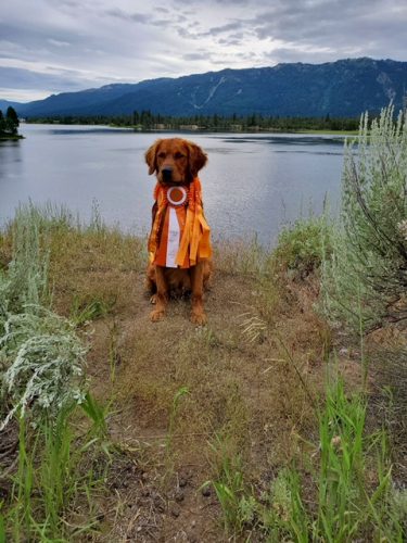 Ponderay Golden Retrievers We Are Located In The Cowboy State Of Douglas Wyoming And Not To Far From Colorado Nebraska And Montana