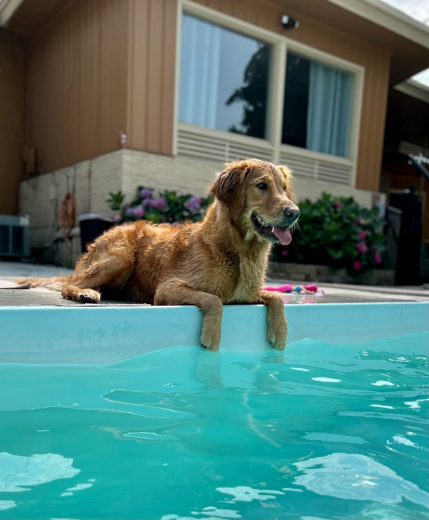 Maggie/Ralph, UPCOMING BREEDING ANNOUNCEMENT! DUE 6/3/24 Ponderay