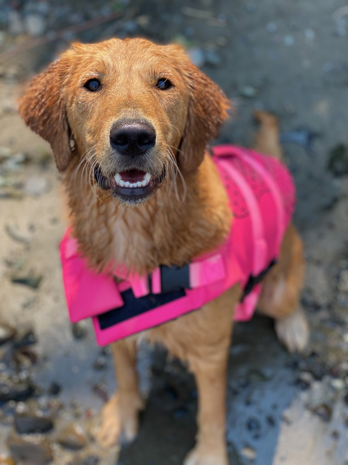 Maggie/Ralph, ONE MALE AVAILABLE. DOB 6/2/24 Ponderay Golden Retrievers